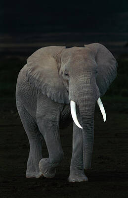 Wall Art featuring the photograph Gentle Giant Portrait by Bonnie Colgan