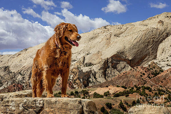 Mountain Photograph - Georgia Conquers The Mountains by Craig A Walker
