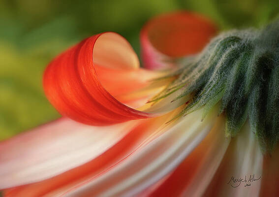 Wall Art featuring the photograph Gerber Daisy Curl by Mary Jo Allen