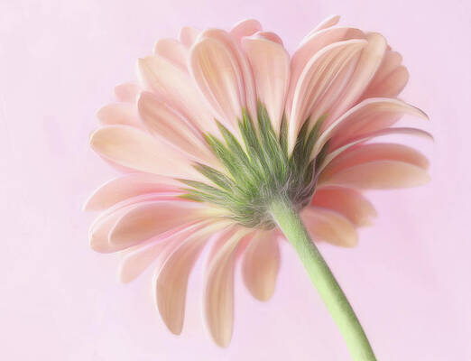 Wall Art featuring the photograph Gerber Daisy's Back by Mary Jo Allen