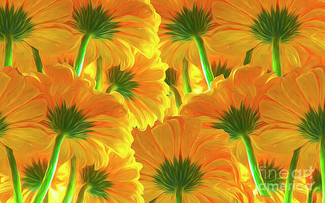 Yellow Digital Art - Gerbera Canopy by William Gunn