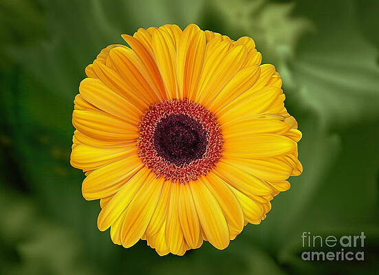 Yellow Digital Art - Gerbera Daisy Abstract by William Gunn
