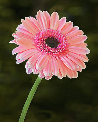 Summer Photograph - Gerbera Daisy Bloom by Susan Candelario