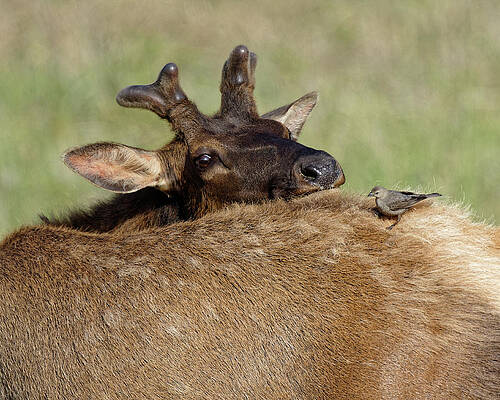 Wild Wall Art featuring the photograph Get Off My Back -- Roosevelt Elk And Brown-Headed Cowbird In Redwood National Park, California by Darin Volpe