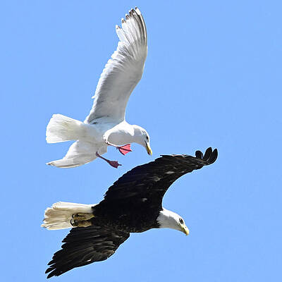 Wall Art featuring the photograph Get Out Of Here by Harry Banks