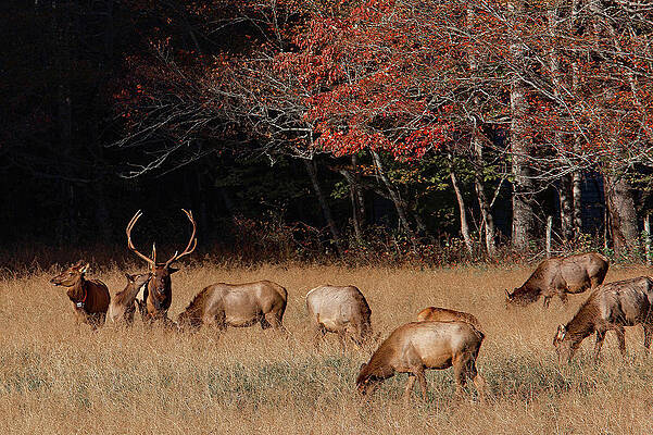 Photograph - Getting Noticed by Gina Fitzhugh