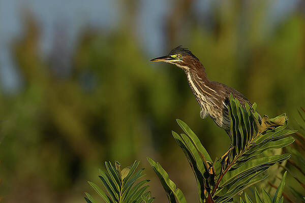Feather Photograph - GH Perched 3 by RD Allen
