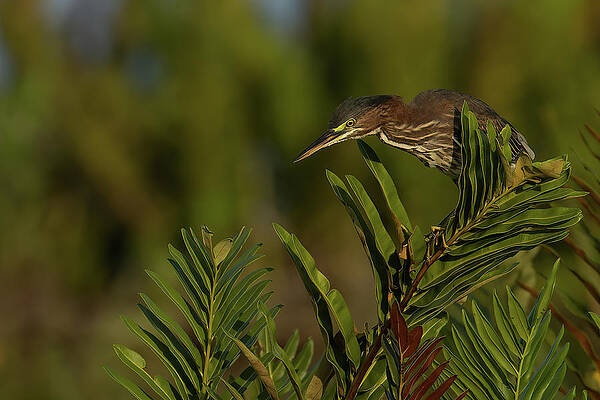 Gh Perched Peering Down Print