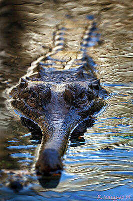 Animal Photograph - Gharial Lurking by Rene Vasquez
