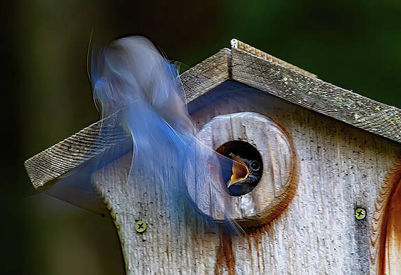 Background Photograph - Ghost Feeder by Gina Fitzhugh