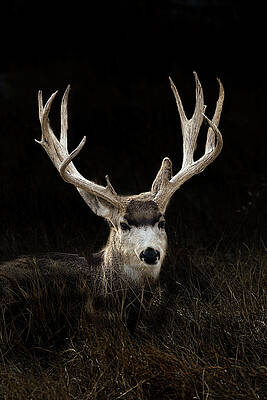 Colorado Photograph - Ghost by Jon Snyder