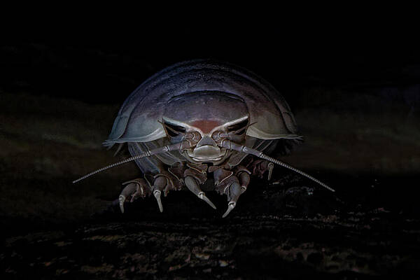 Deep Sea Isopod Encounter Photograph