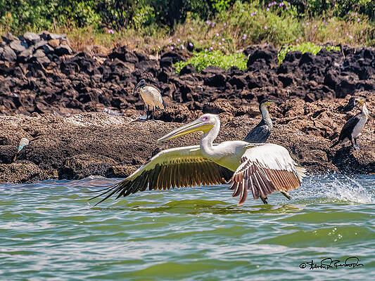 Serene Photograph - Giant Pelican Soars Over Bahir Dar by Steven Dos Remedios