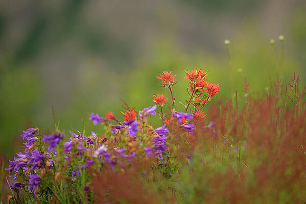 Wall Art featuring the photograph Giant Red Paintbrush In Southwest Washington by Nancy Gleason