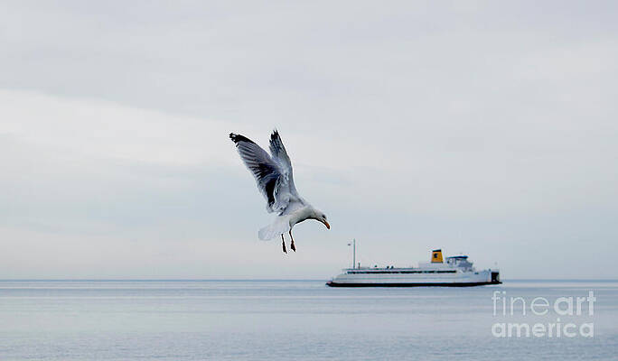 Wall Art featuring the photograph Giant Seagull Attacks Ferry by Debra Banks