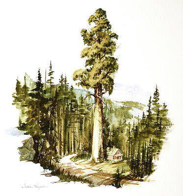 Tree Painting - Giant Sequoia Tree by John Tayson