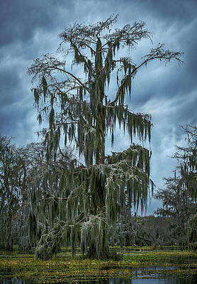Nature Photograph - Giant Swamp Cypress Tree - Lake Martin, Louisiana - Vertical by Abbie Warnock