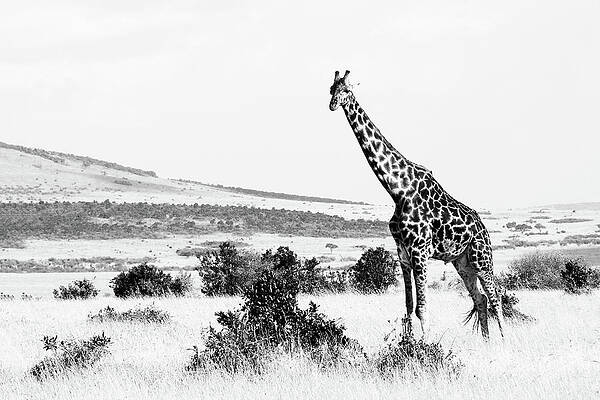 Wall Art featuring the photograph Giraffe 7A by Sally Fuller