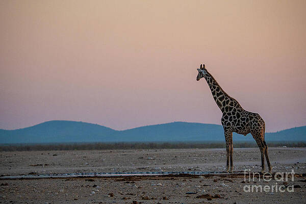 Landscape Photograph - Giraffe At Sunrise, Wildlife In Etosha National Park, Namibia by Sami Sarkis Photography