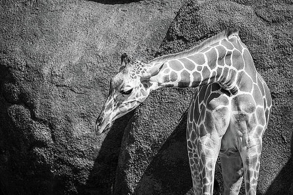 Wildlife Photograph - Giraffe - Monochrome by Robert Niemeier