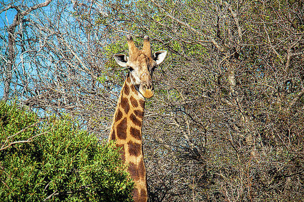 Wall Art featuring the photograph Giraffe Pokes Its Head Through The Trees by John Twynam