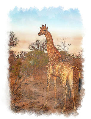 Wall Art featuring the digital art Giraffe Poses For The Camera In The African Wild Watercolour by John Twynam