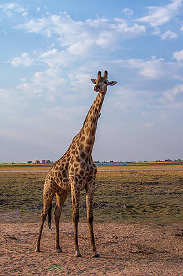 Wall Art featuring the photograph Giraffe Poses For The Camera In The African Wild 3 by John Twynam