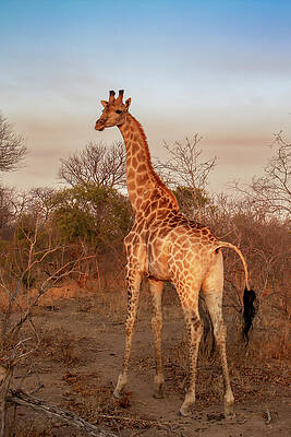 Wall Art featuring the photograph Giraffe Poses For The Camera In The African Wild by John Twynam