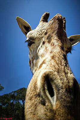 Animal Photograph - Giraffe Up Close And Personal by Rene Vasquez