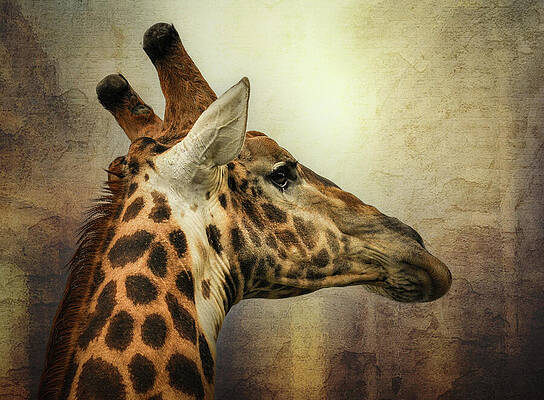 Wall Art featuring the photograph Giraffe Watching The World In Stillness by Rebecca Herranen