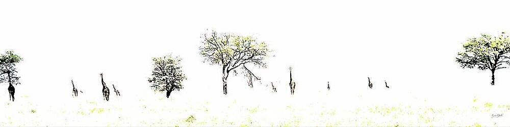Giraffes in Open Savannah Photograph