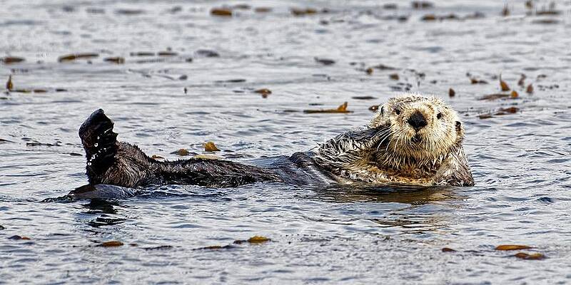 Marine Wall Art featuring the photograph Glamour Shot - Sea Otter, California by KJ Swan