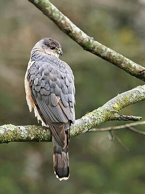 Glancing Back by Gina Fitzhugh