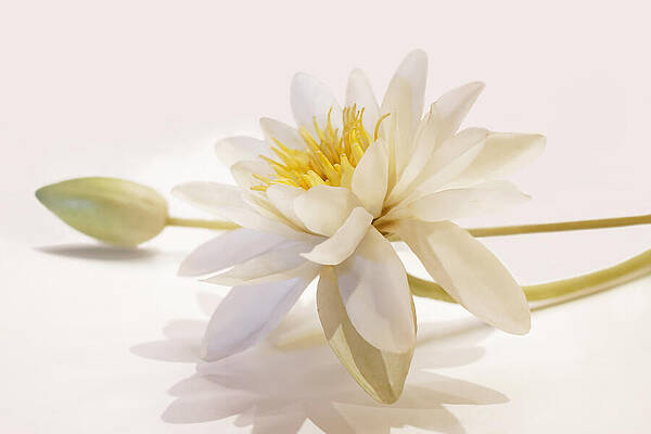 Glass White Water Lily - Harvard by KJ Swan