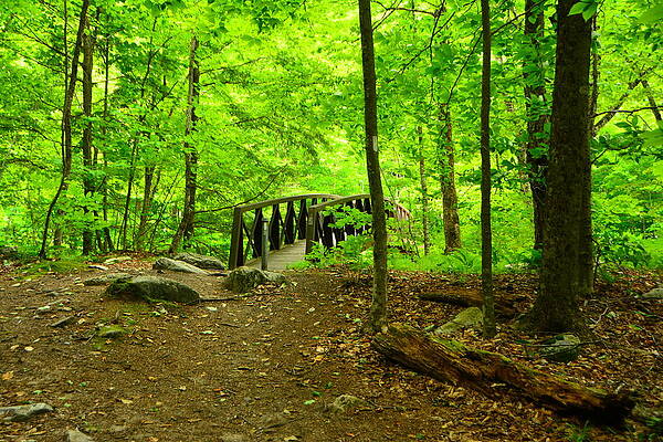 Wilderness Wall Art featuring the photograph Glastenbury Wilderness Bridge 9 by Raymond Salani III