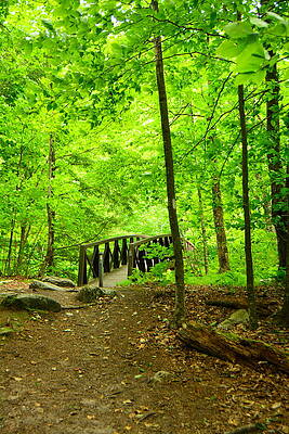 Wilderness Wall Art featuring the photograph Glastenbury Wilderness Bridge Spring Green 6 by Raymond Salani III