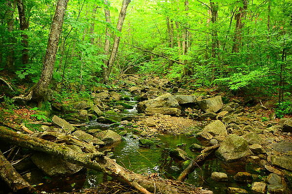 Wilderness Wall Art featuring the photograph Glastenbury Wilderness Spring 2 by Raymond Salani III