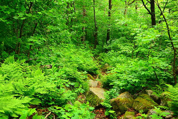 Wilderness Wall Art featuring the photograph Glastenbury Wilderness Spring Green 2 by Raymond Salani III
