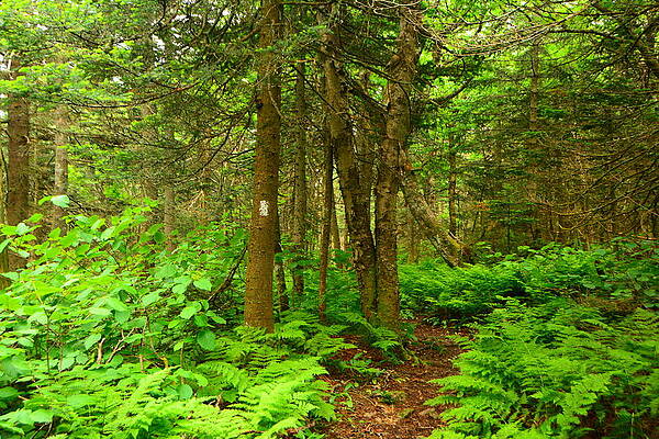 Wilderness Wall Art featuring the photograph Glastenbury Wilderness Spring Green by Raymond Salani III