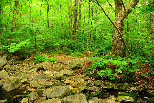 Wilderness Wall Art featuring the photograph Glastenbury Wilderness Spring by Raymond Salani III