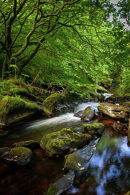 Reflection Wall Art featuring the photograph Glenville Famine Walk I by Mark Callanan
