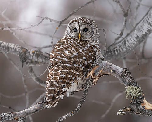 Beautiful Wall Art featuring the photograph Gloomy Daze by James Overesch