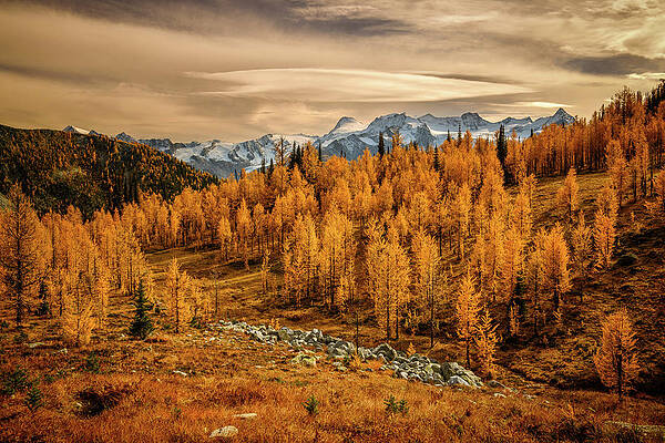 Tree Photograph - Glorious Evening by Ursula Abresch