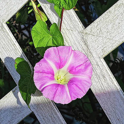 Wall Art featuring the photograph Morning Glory On A Fence by Tatiana Travelways
