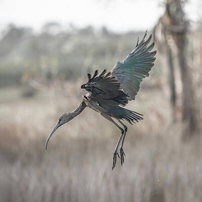 Feather Wall Art featuring the photograph Glossy Ibis 13A by Sally Fuller