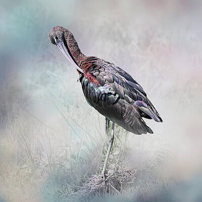 Glossy Ibis in Soft Focus Wall Art