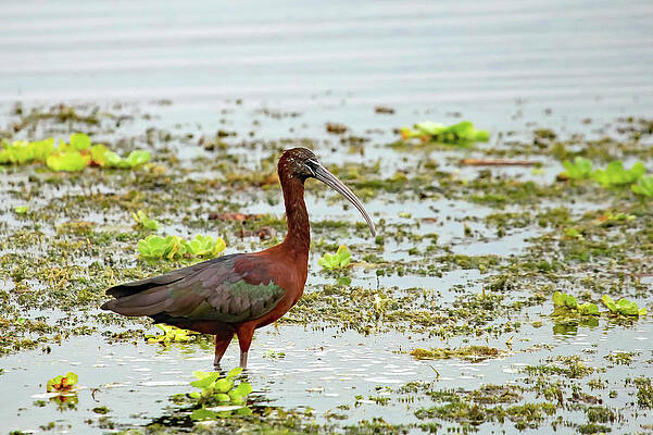 Wall Art featuring the photograph Glossy Ibis by Gina Fitzhugh
