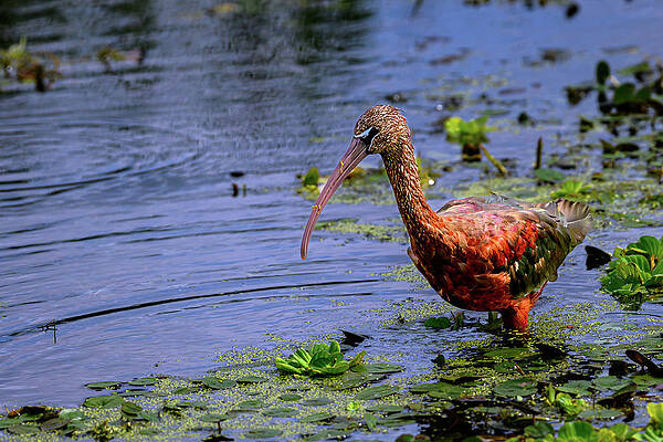 Wall Art featuring the photograph Glossy Ibis Waterfront Stroll by William D Briscoe