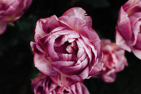 Flower Photograph - Glow Up by Nova Rae