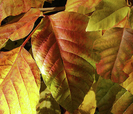 Wall Art featuring the photograph Glowing Autmn Colors by Steven Nelson